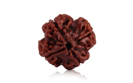 Natural 4 Mukhi Nepali Rudraksha